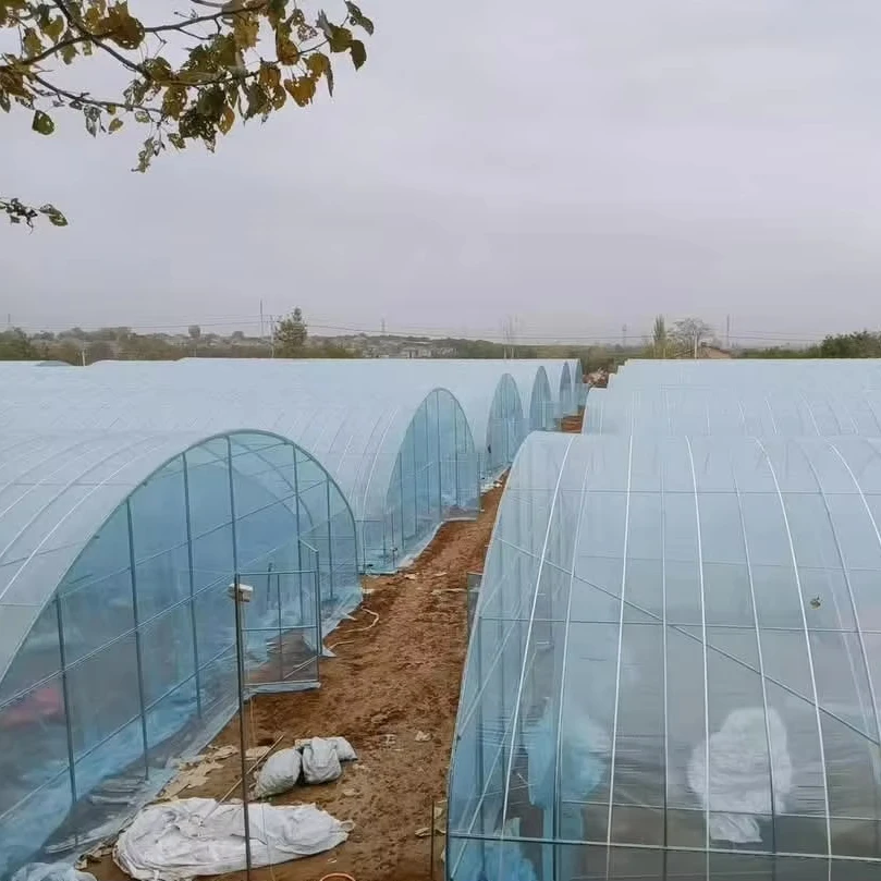 

Customized greenhouseEasy Assembly Single-Span Film Greenhouse with Manual/Electric Ventilation - 6-10m Span