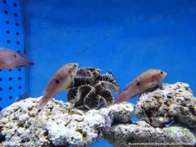 

Стенд для демонстрации и ремонта моделей автомобилей Tamiya/Wltoys 1/28 Mini RC