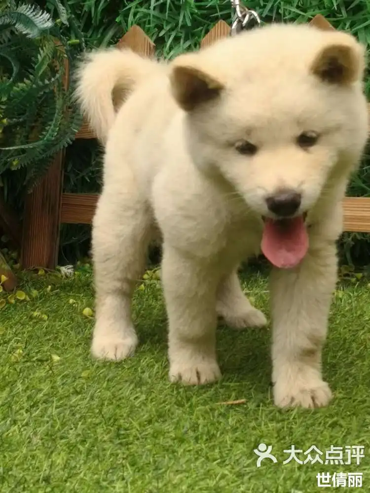 Temperament Pendler Strickjacke Jacke Einfarbig frauen Lose Pullover Mantel einreiher Mit Kapuze Jacke