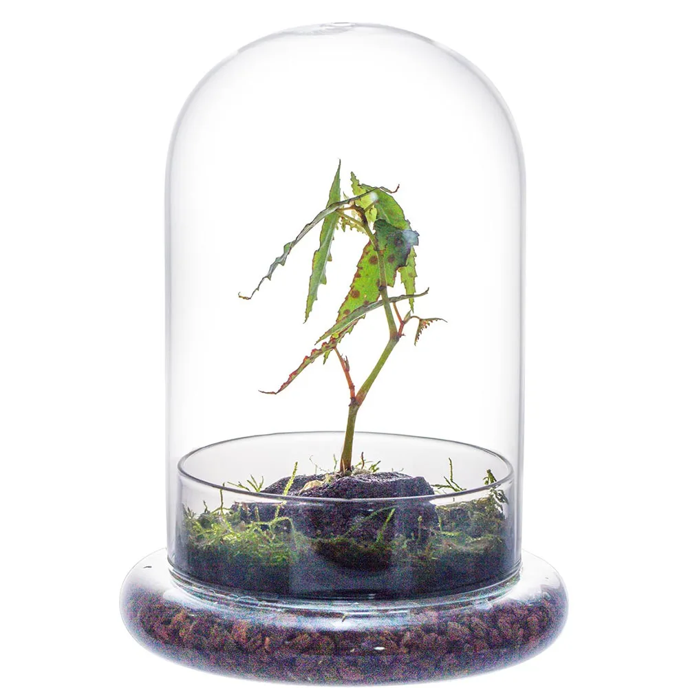 Glass Dome with Airhole Glass Cloche Bell Jar with Base Home Tabletop Display Clear Terrarium Container for Plant, Flower