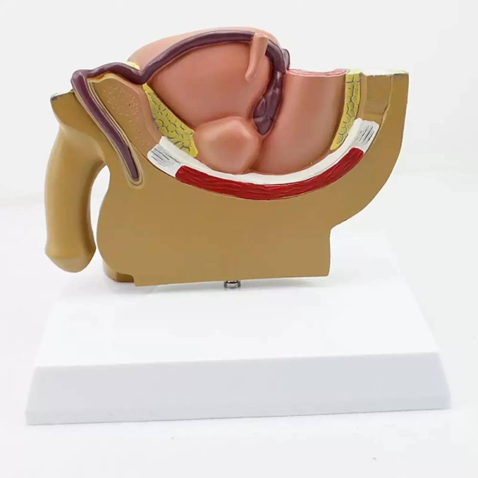 PVC Human Male Pelvic Sagittal Testicular Profile Model Medical Teaching Models