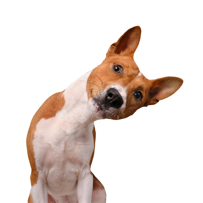 Funny Pet Basenji Dog with Crooked Head Car Sticker Body Trunk Skateboard Vinyl Decal Waterproof Vinyl Decal Car Accessories