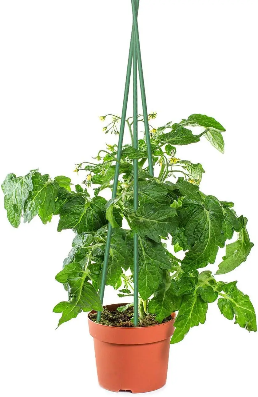 30PCS 6FT Garden Stakes, Tomato Stakes for Plants Support