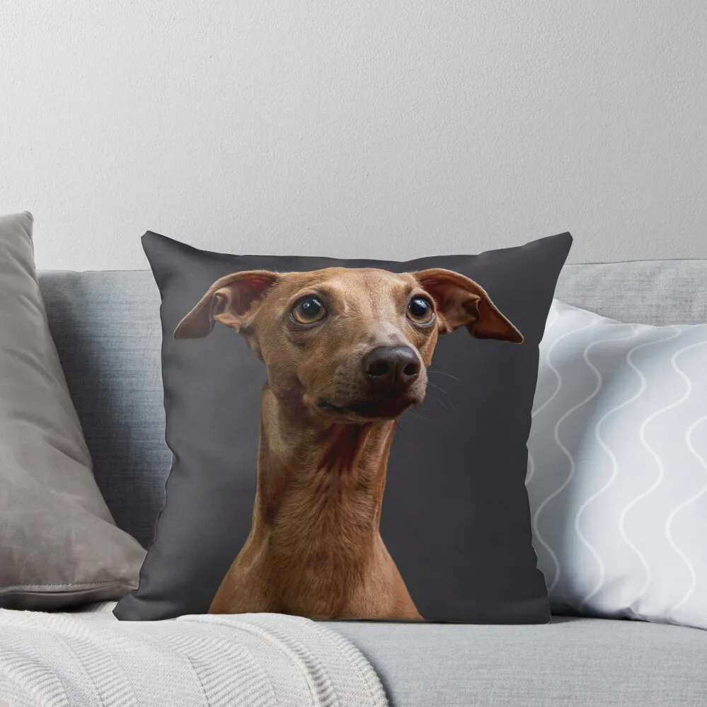 

Cute dog, an italian greyhound, against dark background Throw Pillow bed pillows autumn decoration pillow