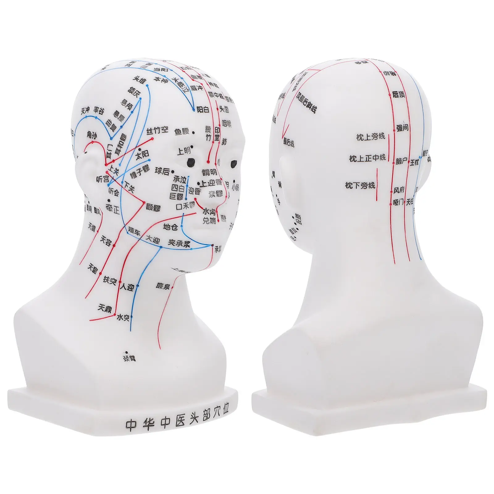 Head Acupuncture High Definition Face Acupoint Display Carved Human Head Acupoint Teaching Aid Tool