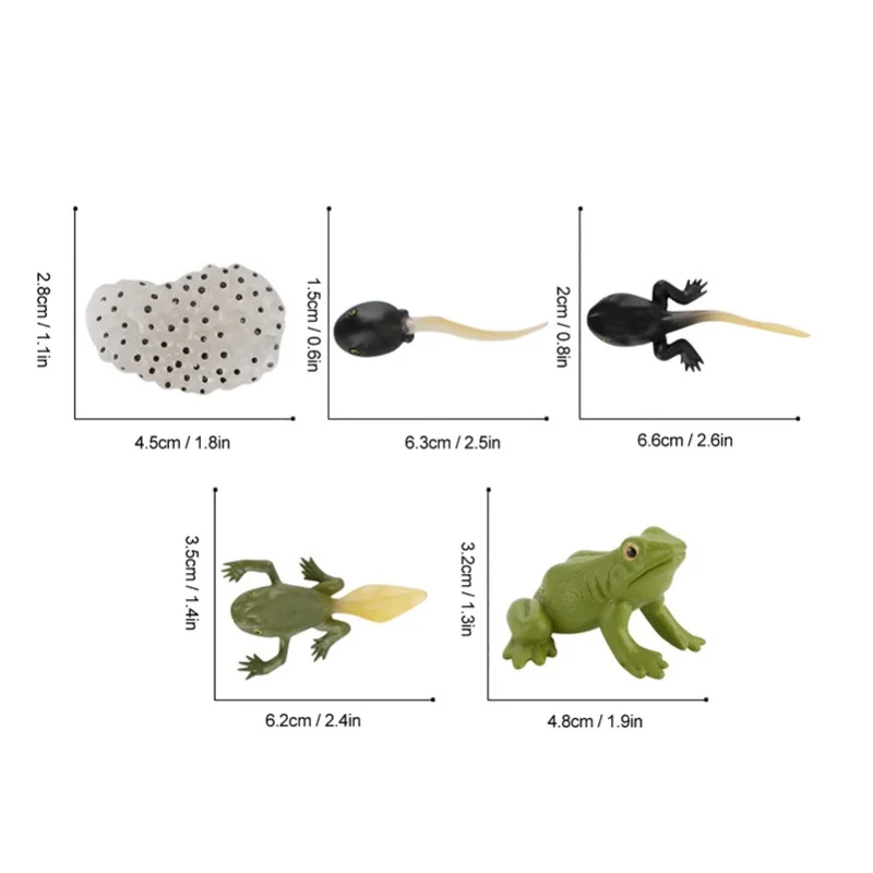 Ranidae Growth Cycle Model Children Miniature Simulation Animal Early Education Statue Toy