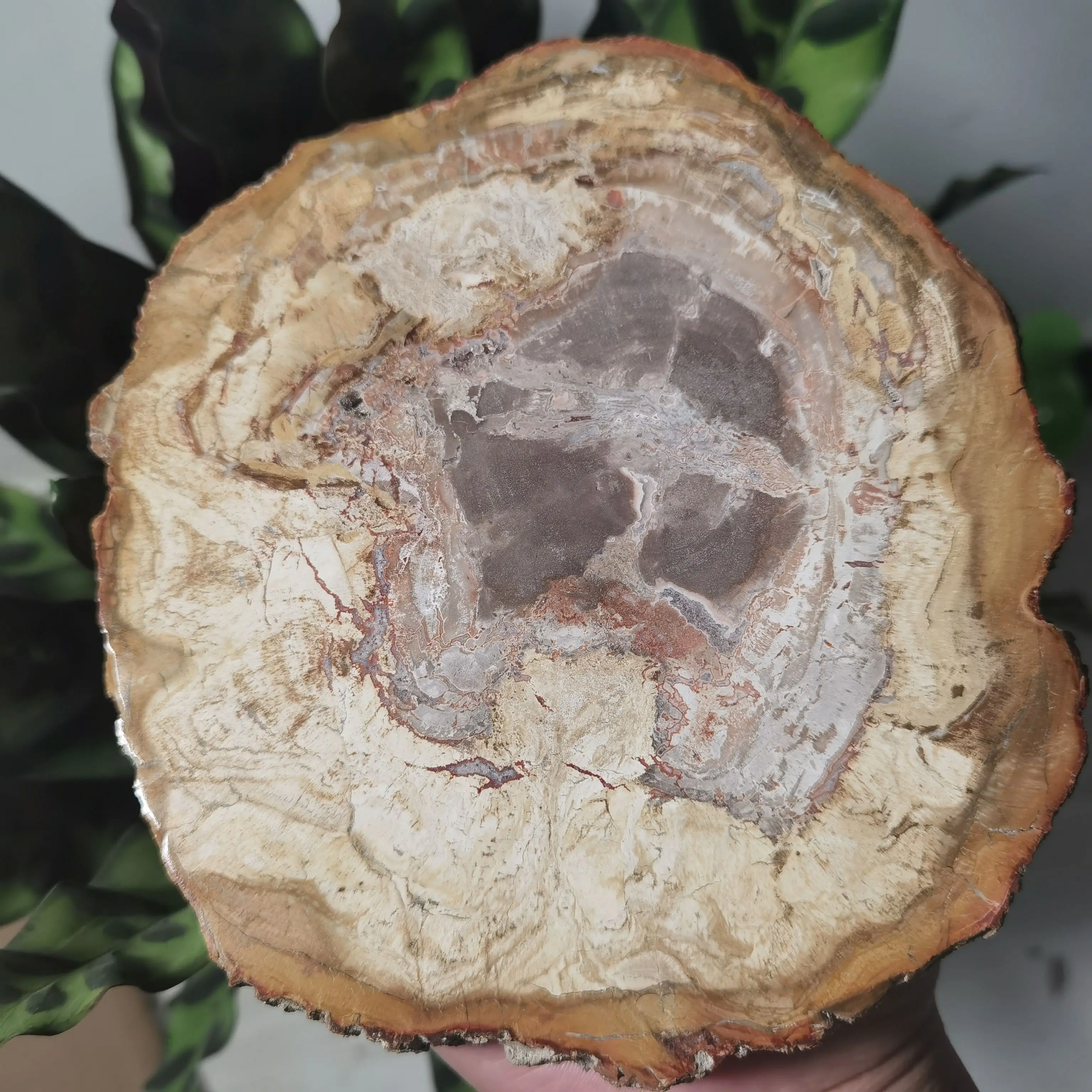 NATURAL PETRIFIED WOODEN COASTER CRYSTAL POWER STONE GIFT