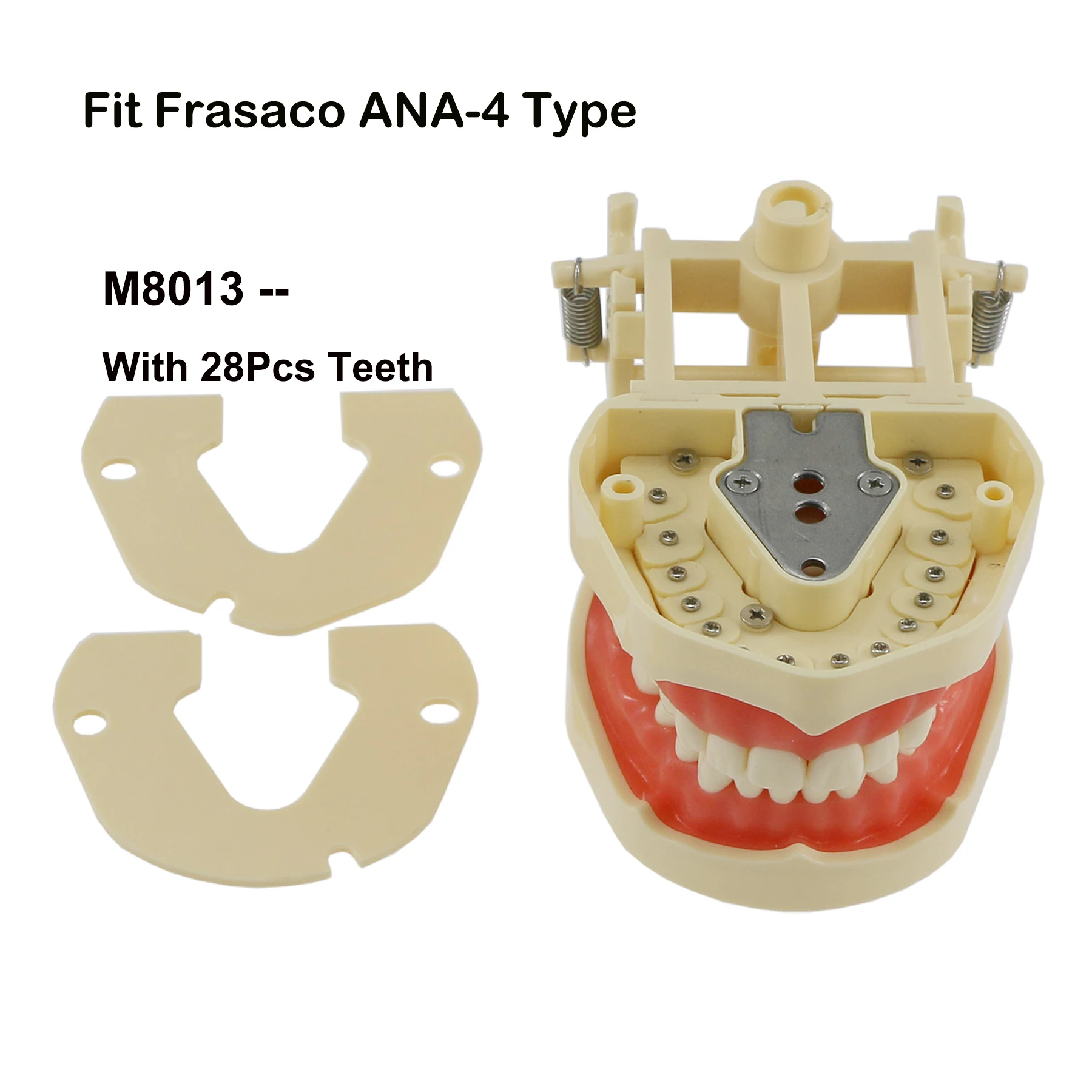 Frasaco ANA-4 AG3 Type Fit Dental Typodont Standard Practice Filling 28Pcs 32Pcs Screw-in Teeth Model Implant Restoration Demo