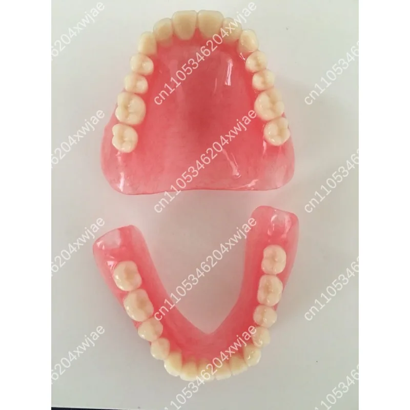 Dental Teaching Display Model Full Mouth Removable Denture For The Aged Removable False Teeth Demonstration Prosthesis Model