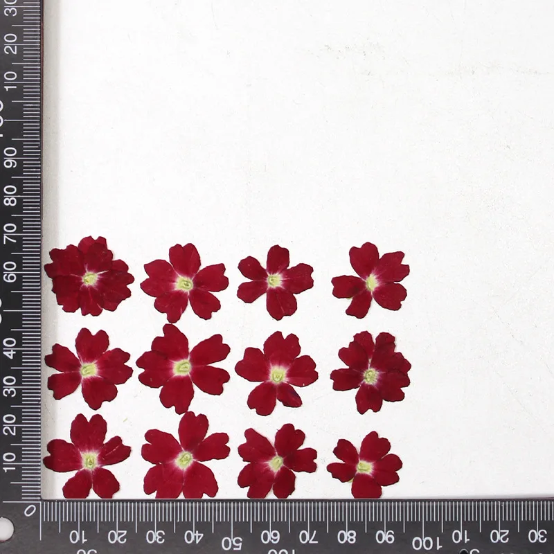 12 Stück, echte getrocknete Blumen, Prägematerialien, DIY-Zubehör für Epoxidharz, für Handyhüllen, Nagelkunst, Gesichtsaufkleber, handgefertigte Dekoration – Detail 16
