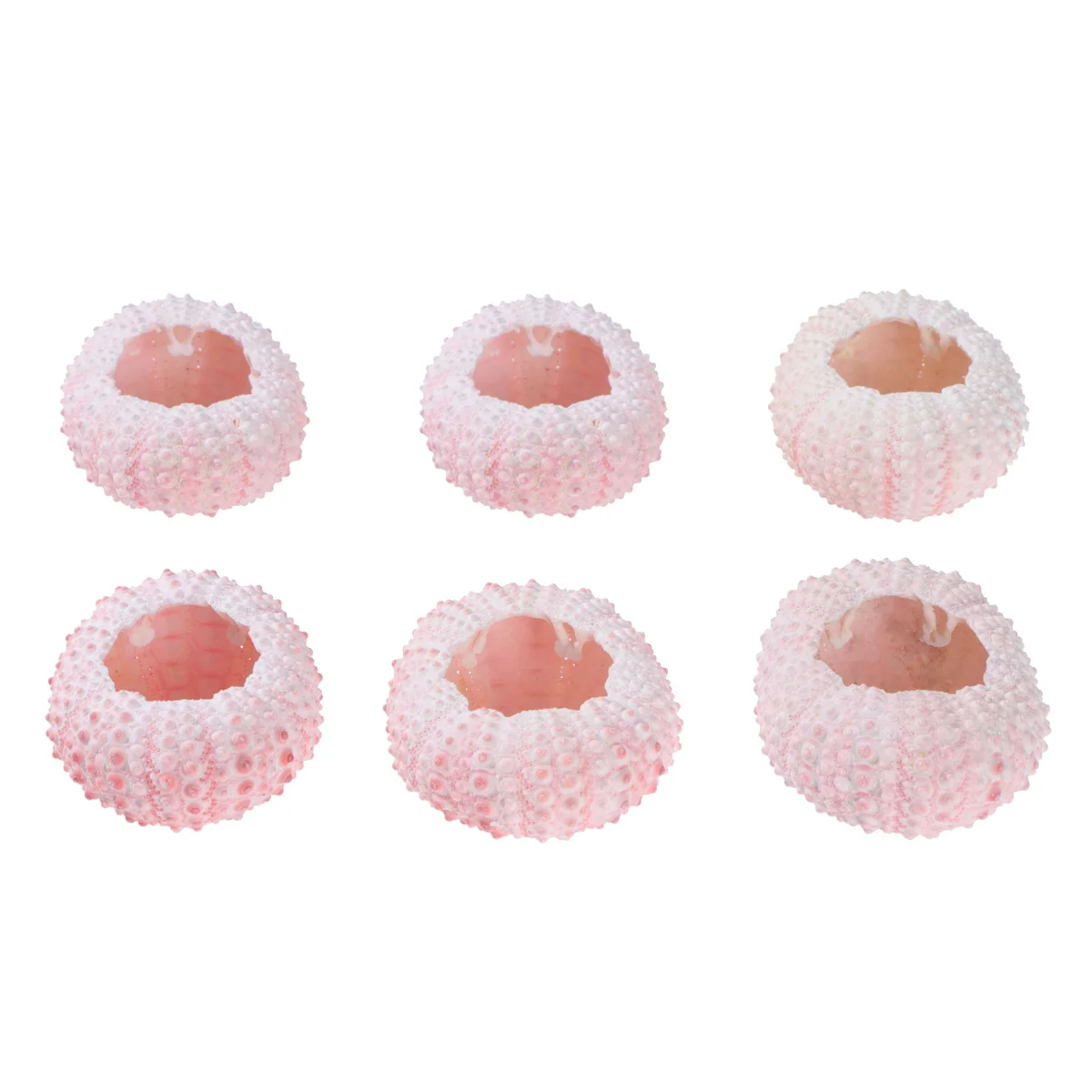 

6 Pcs Handmade Plant Pots Craft Sea Shells Natural Conch Urchin Tillandsia Containers