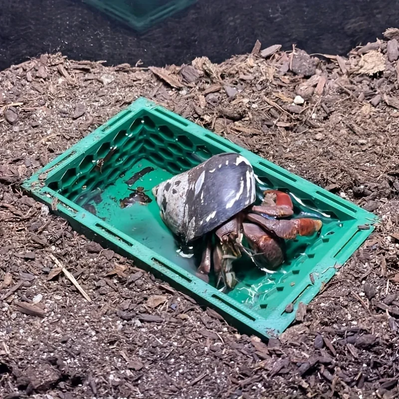 Underground hermit crab pool, hermit crab toys, hermit crab climbing pool