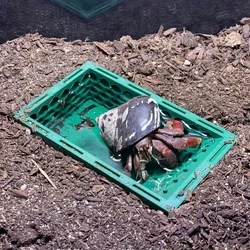 Underground hermit crab pool, hermit crab toys, hermit crab climbing pool