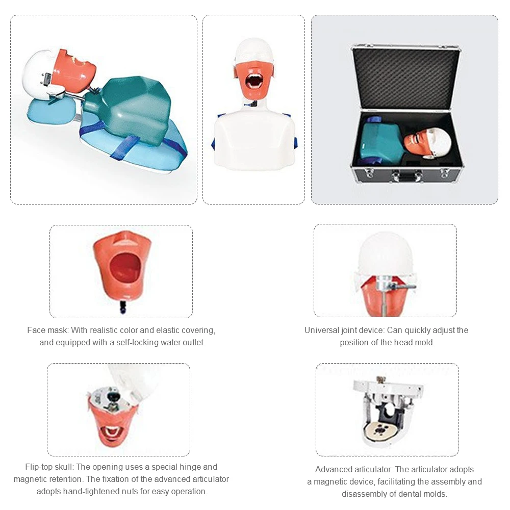 

Dental Surgery Practice Model Head Clamp Type Simulation Phantom Head Model Detachable Oral Teeth