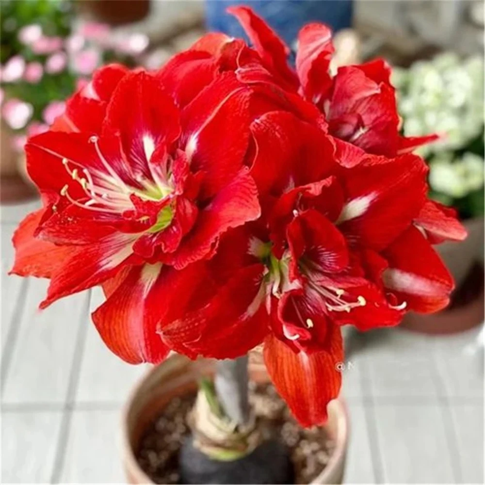 Aparador para Flores Hippeastrum Muebles para Plantas 2 Piezas