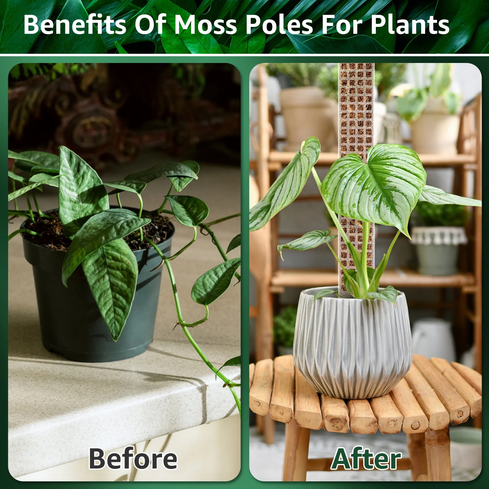 Plastic Moss Pole for Plants Monstera Plant Poles for Climbing Plants Plant Support for Indoor Plants Work with Sphagnum Moss