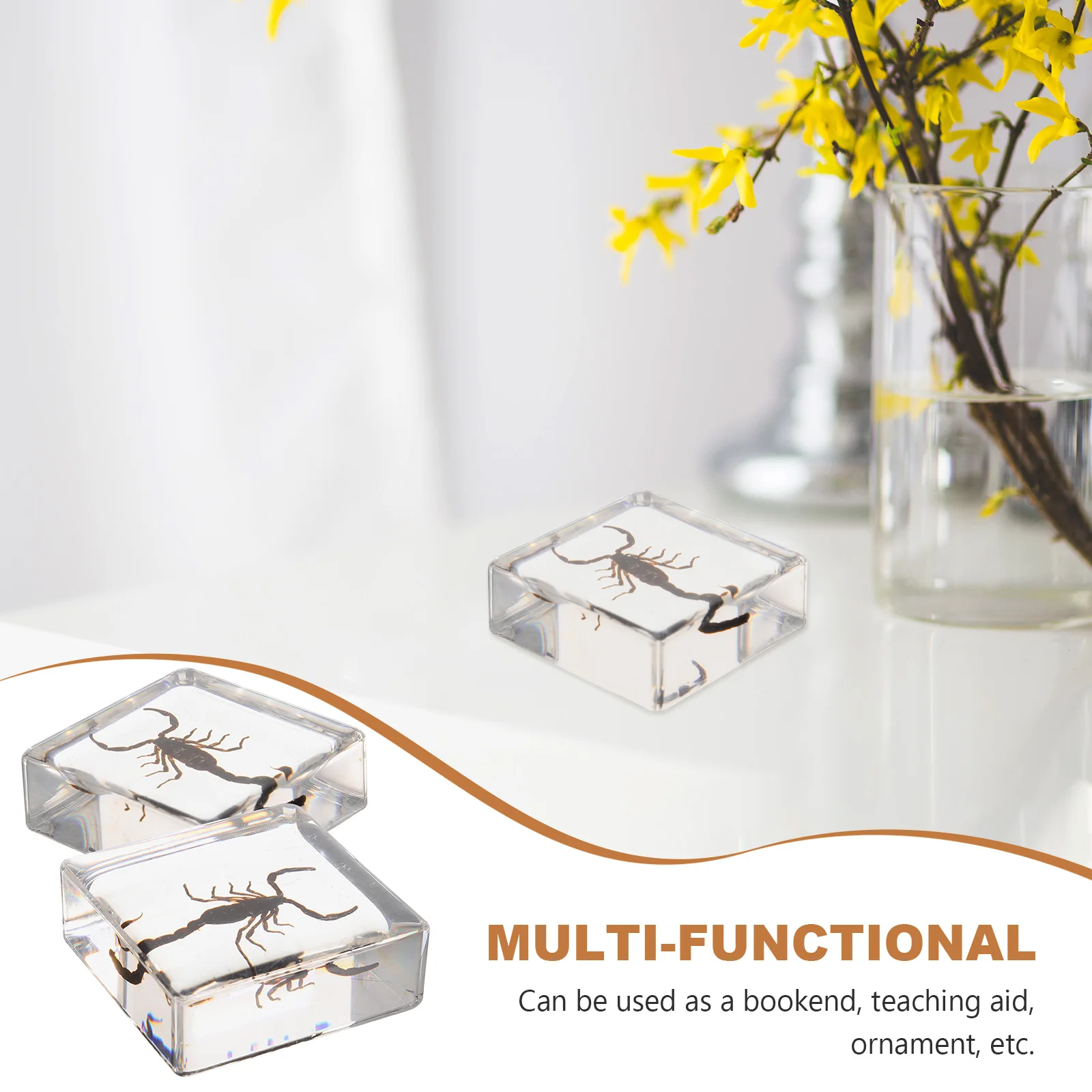 

Insects Shaped Decor Resin Book Town Real Specimen Paperweight Household Nature