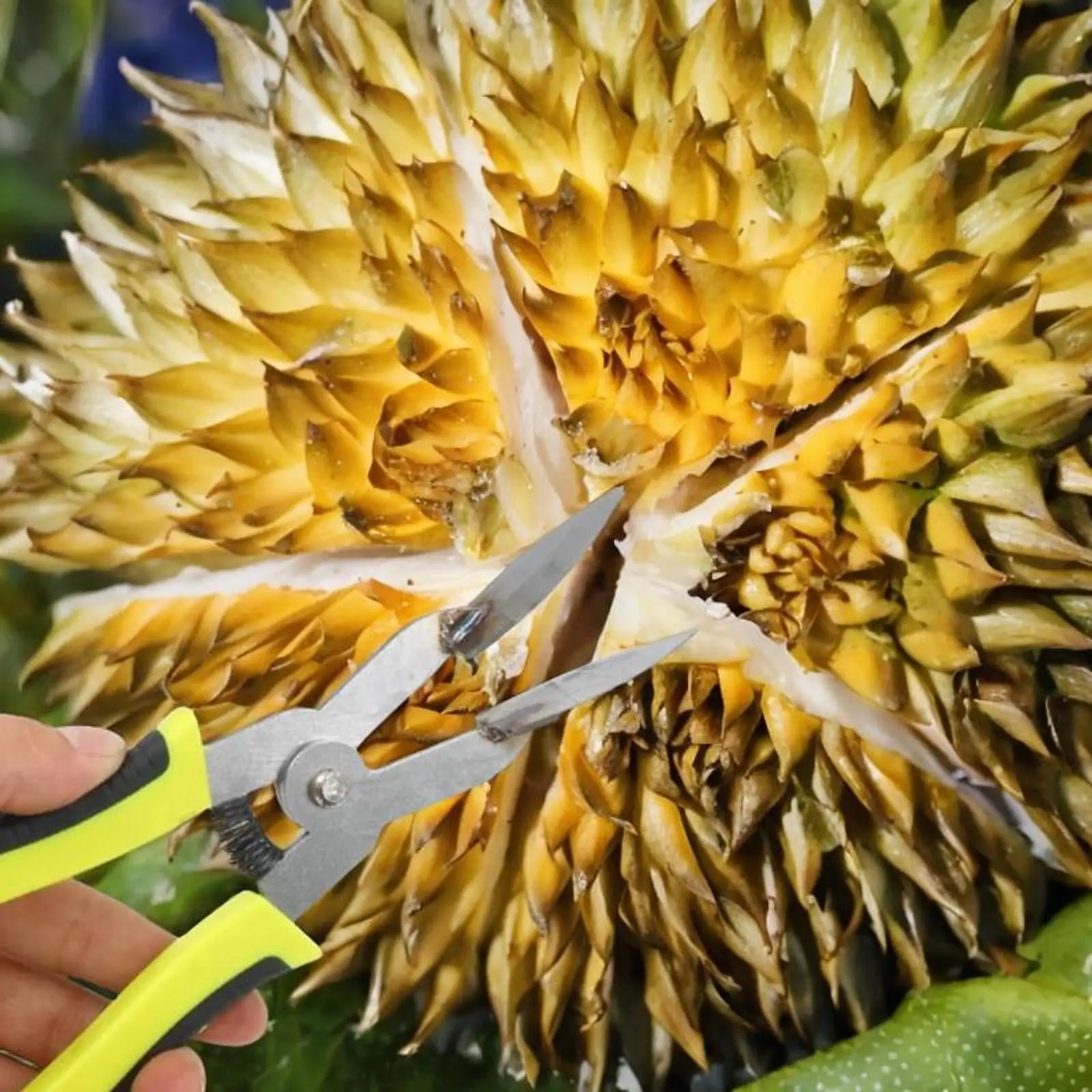 

Durian Opener Easy to Use Steel Ergonomic Comfortable Grip Opening Tool