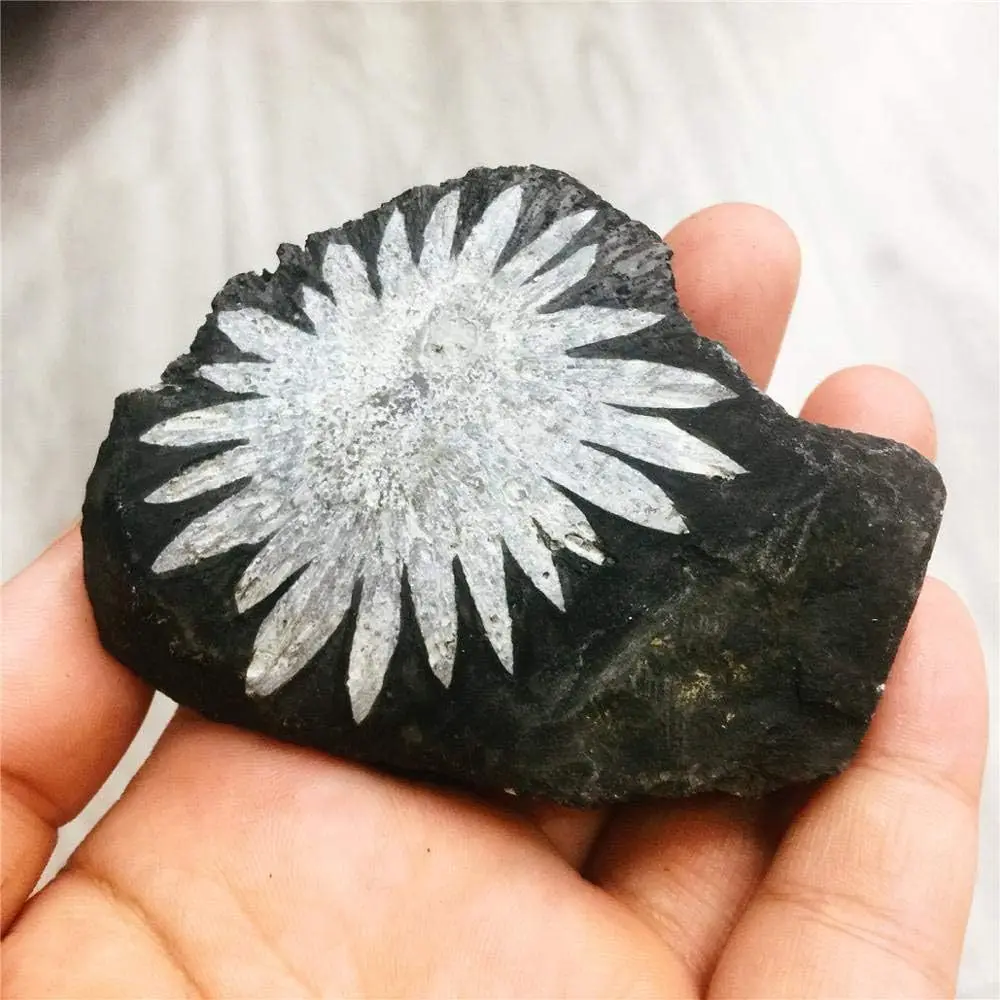 1pc Raw Chrysanthemum Stone Crystal Stone - Bohemian Mineral Specimen with Irregular Crystal Form for Tumbling, Polishing