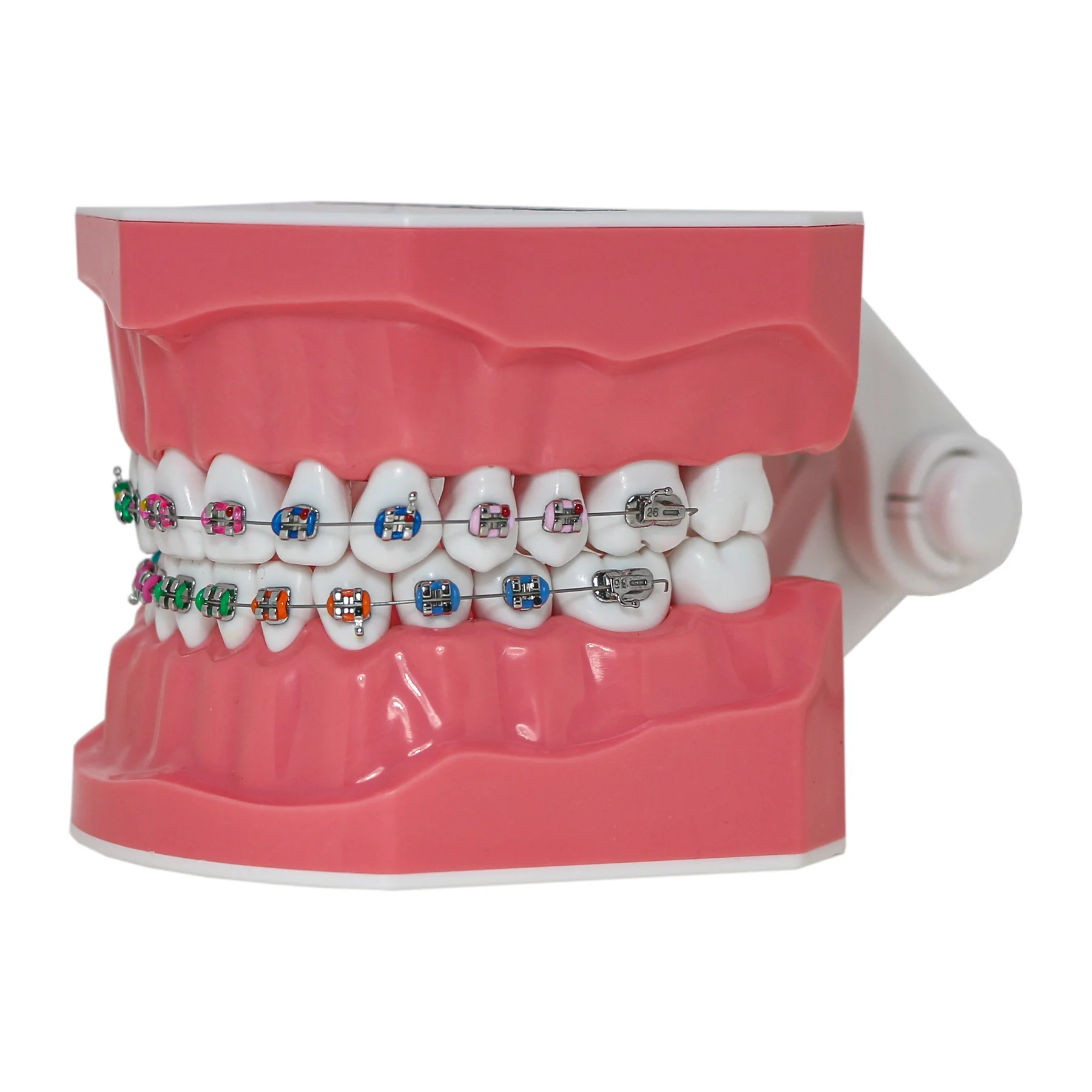 Dental Typodont Orthodontic Teeth Model 1:1 Standard Demo Teach Study With Archwire Ligature Ties Metal Brackets Buccal Tubes