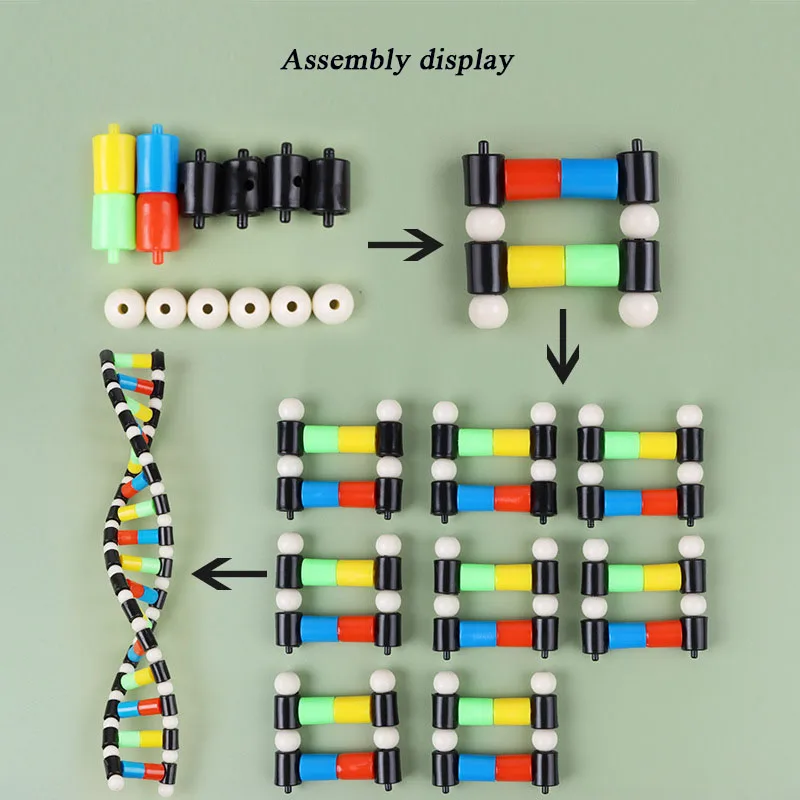 DNA Double Helix Structure Model Component Biological Genetic Gene And Variation Teaching Equipment Experimental Equipment