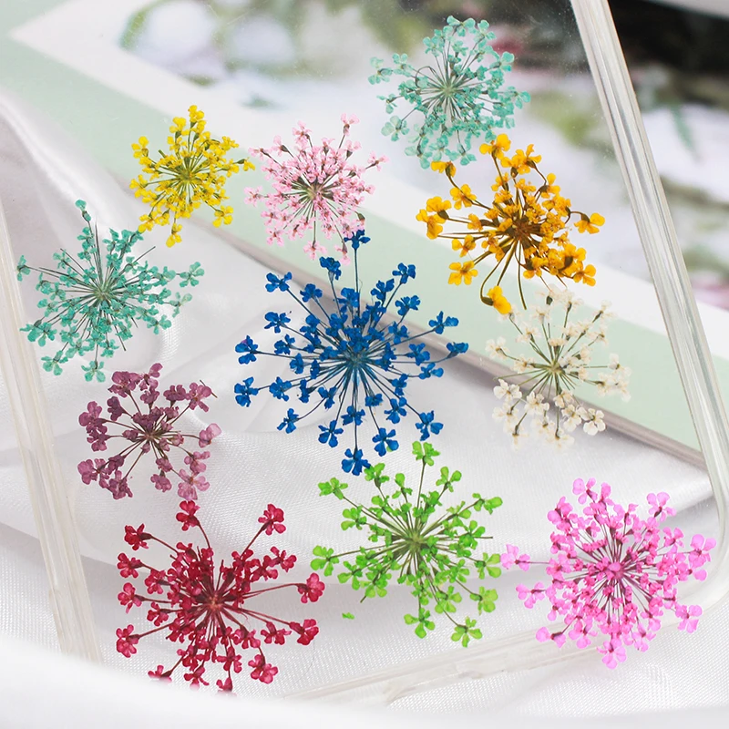 Art Craft 2 Year Olds - 12pcs,Pressed Snow Pearl Lace Flower Dried