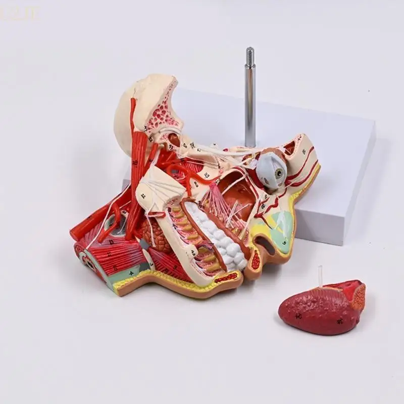 แบบจำลองทางกายวิภาคของมนุษย์ U2JE