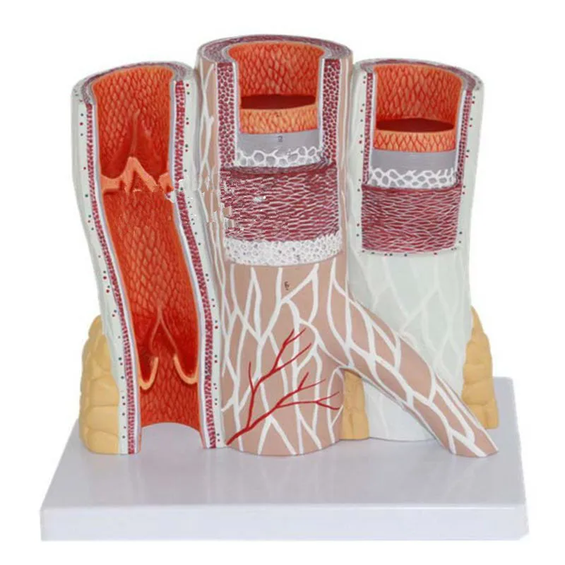 

Arteriovenous model.The model of the blood vessels.The artery vein model.the vascular anatomy model.