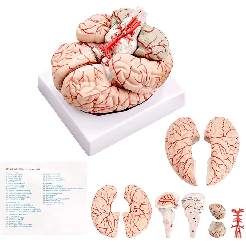 Human Brain Model,Life Size Human Brain Anatomy Model With Display Base, For Science Classroom Study & Teaching Display