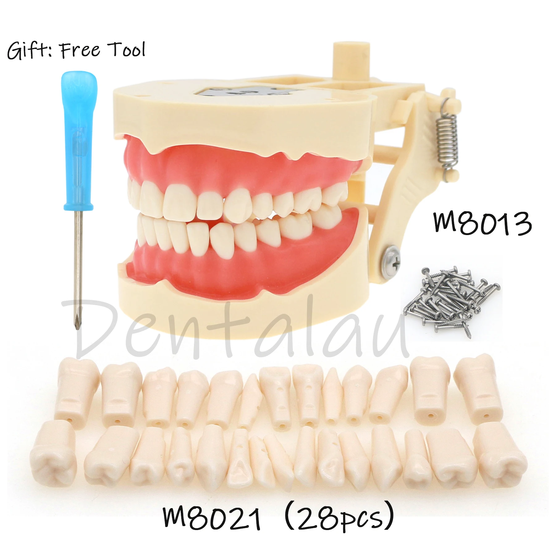 

Teeth Dentistry Model Removable Resin Dental Model 28pcs Fit Frasaco ANA-4 with soft Gingiva Tooth M8013 M8021