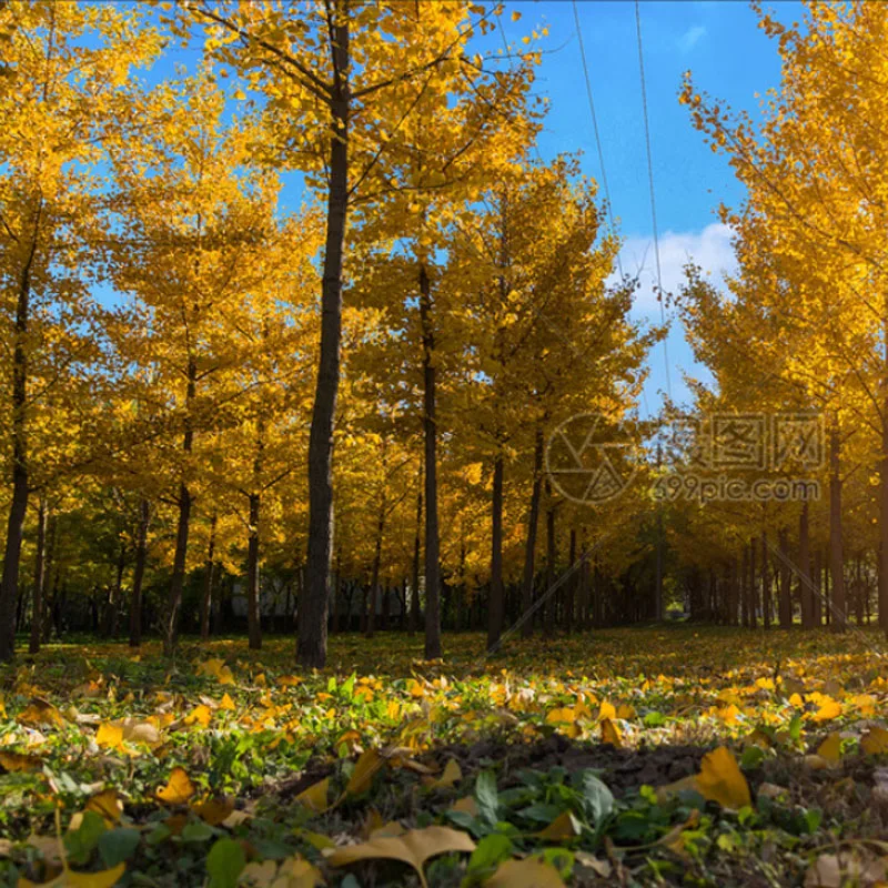 

Комплект рамы iFlight Taurus X8 V3 O4 Pro - 8-дюймовая, колесная база 400 мм, длина лучей 8 мм, грузоподъемность 2 кг, аксессуар для FPV RC