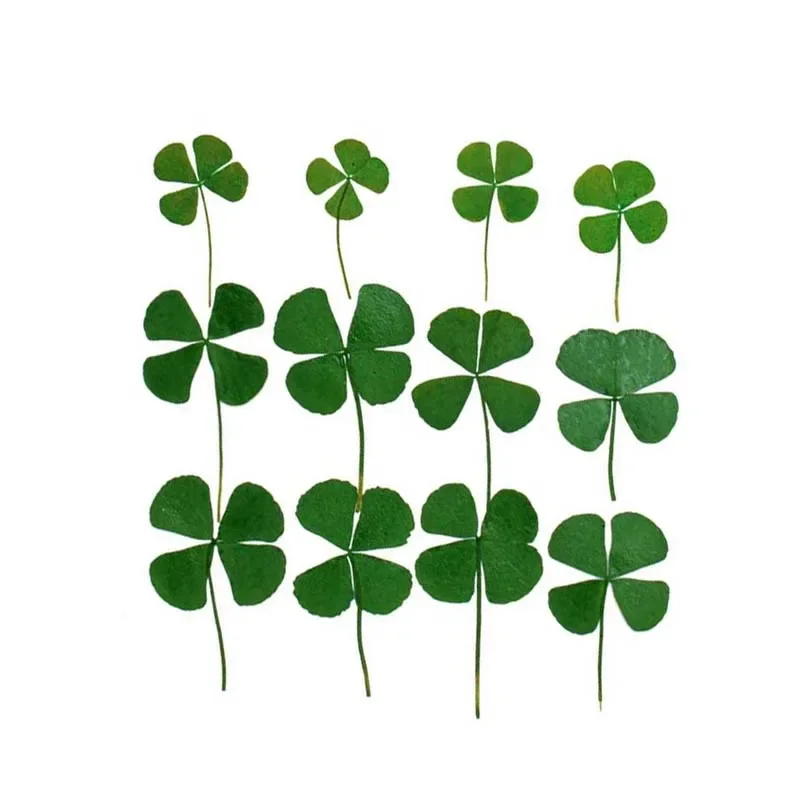 12/24PCS,Real Natural Dried Pressed Flowers Lucky Four Leaf Clover Branch,Dry Press Green Leaves DIY For Epoxy Resin,Candle