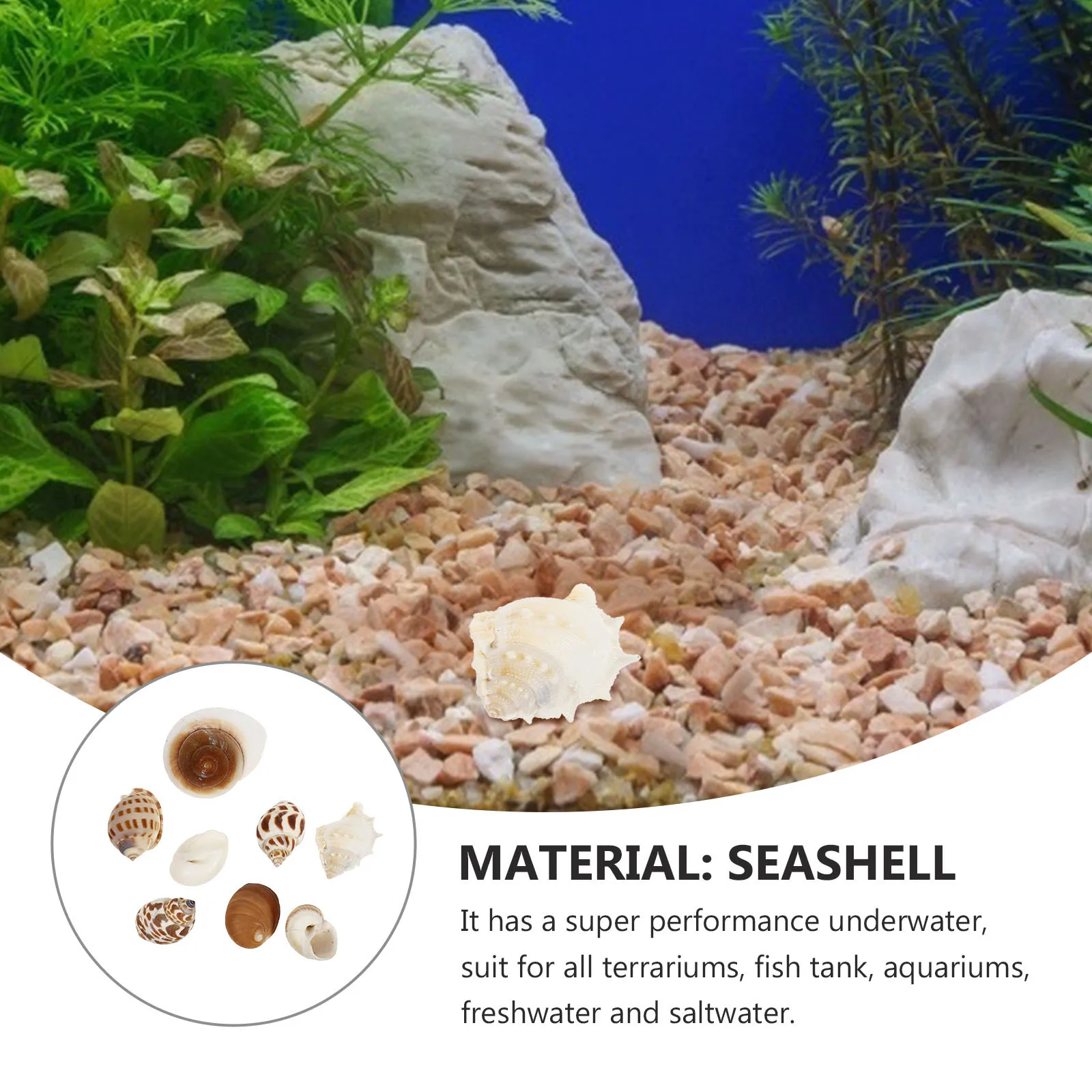 

8Pcs Natural Shell Fish Tank Decoration Durable Non-Toxic Conch Ornament Aquarium Natural Seashell Landscape Creative Aquarium