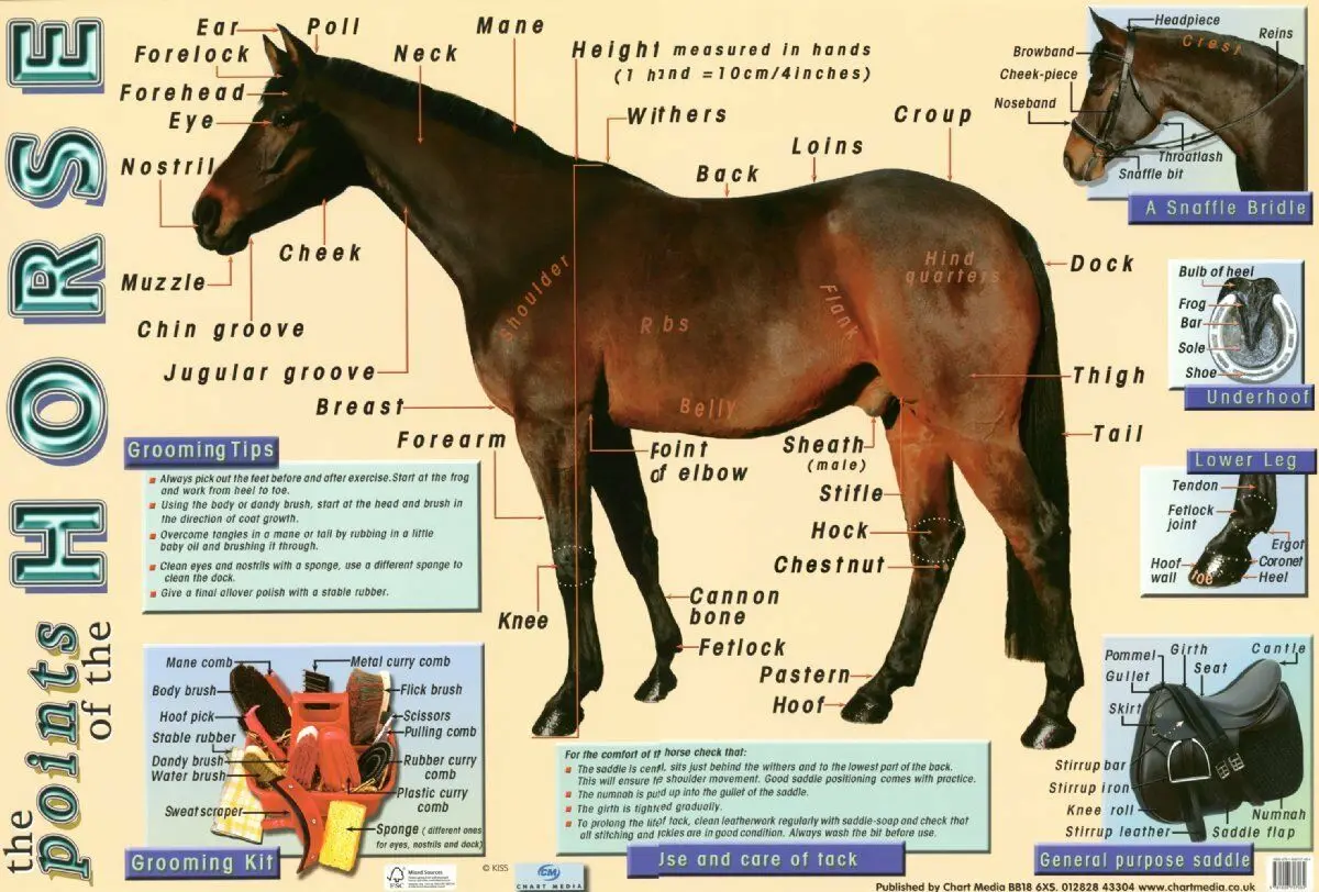 

Points of the Horse picture Art Film Print Silk Poster for Your Home Wall Decor 24x36inch