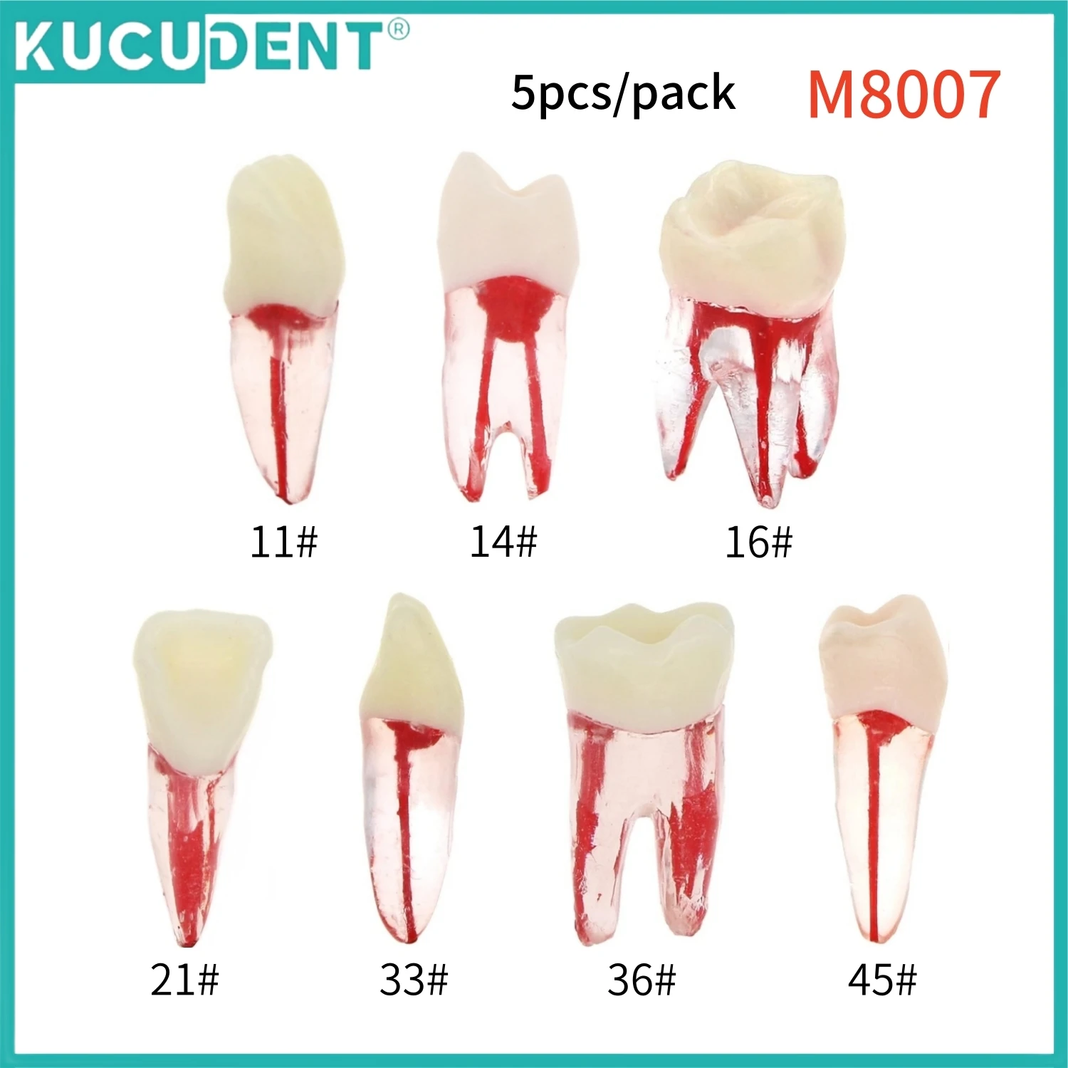 5pcs Dental Endodontic Root Canal RCT Practice Endo Teeth Block Resin Tooth Model Pulp Cavity Study Dentistry Training Teaching