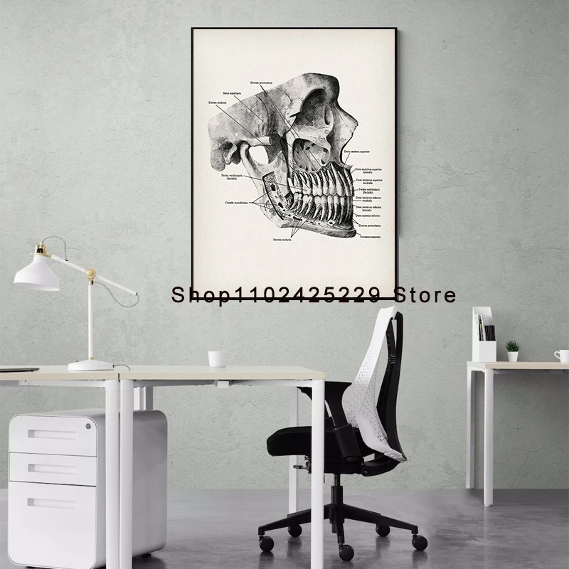 Dental Anatomy Posters Dentistry Art Dentist Office Decor Orthodontist Gift Dental Clinic Wall Decor Dental School Education