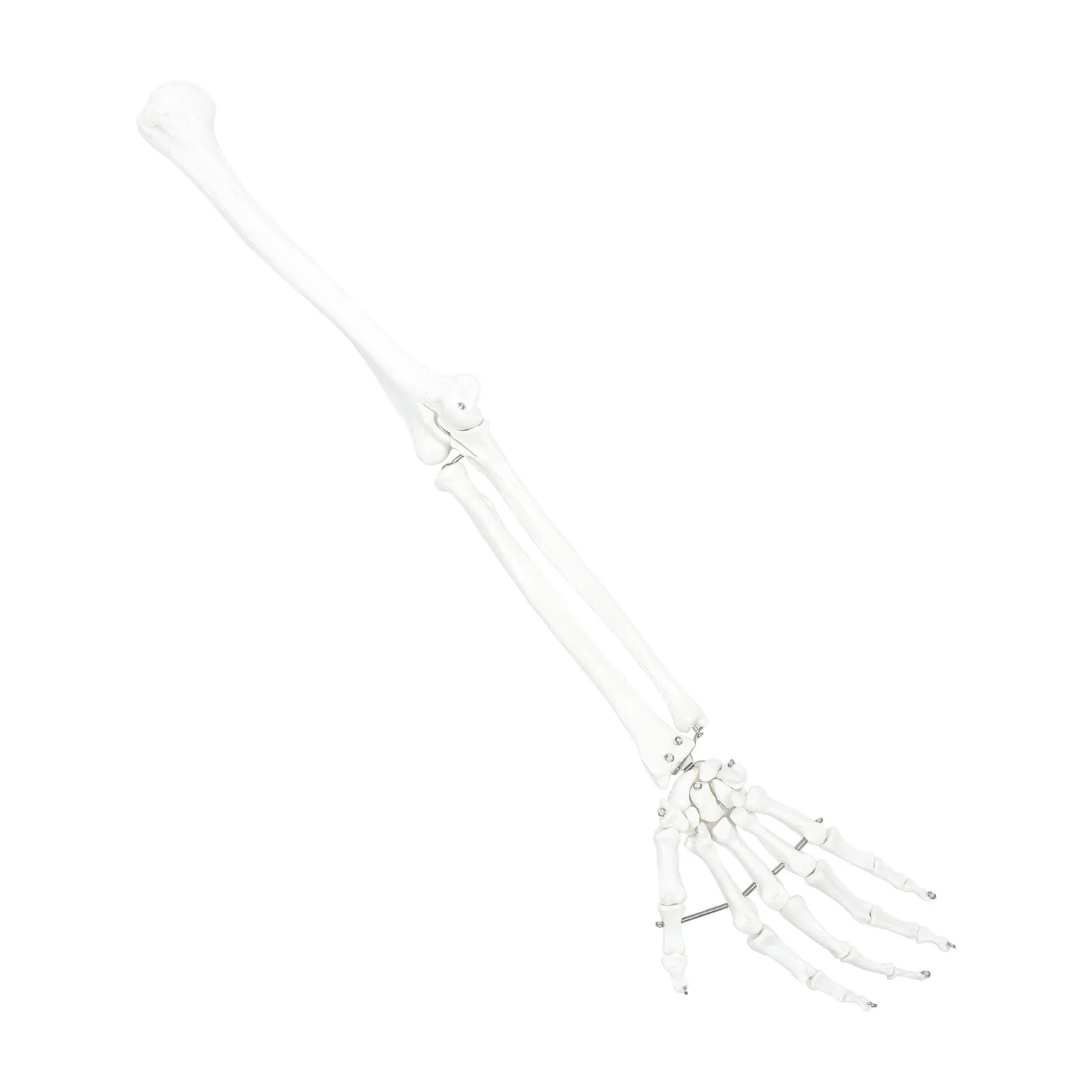 

Анатомическая модель суставов человеческой руки: детализированный артикулированный манекен кисти для обучения и медицинских классов