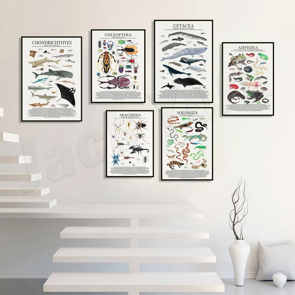 Arachnids spider, frog, salamander, cartilaginous fish - shark, ray, whale, dolphin, Coleoptera, snake, lizard animal poster