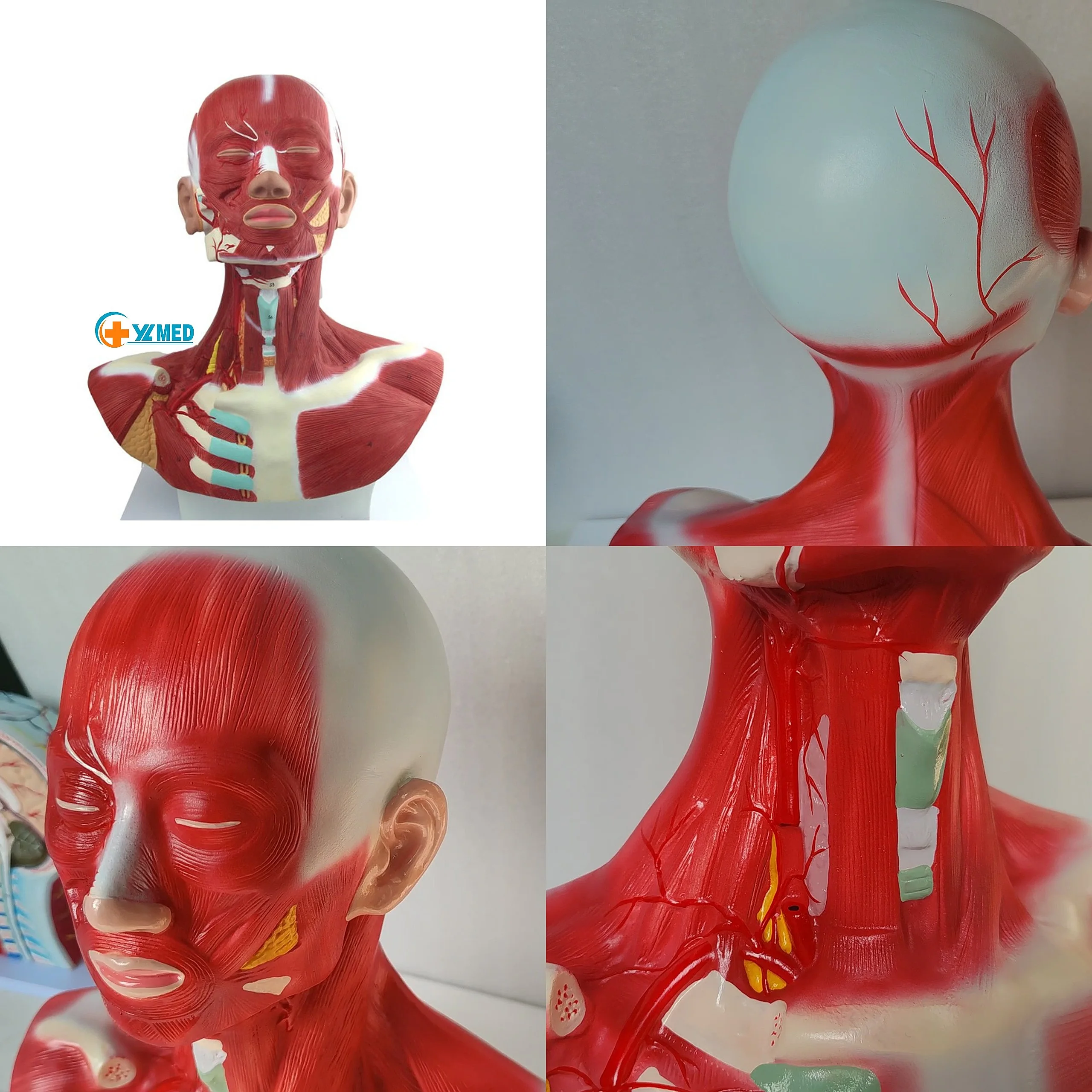 Physical Anatomy Head Face Neck Muscles External Carotid Artery Distribution Model