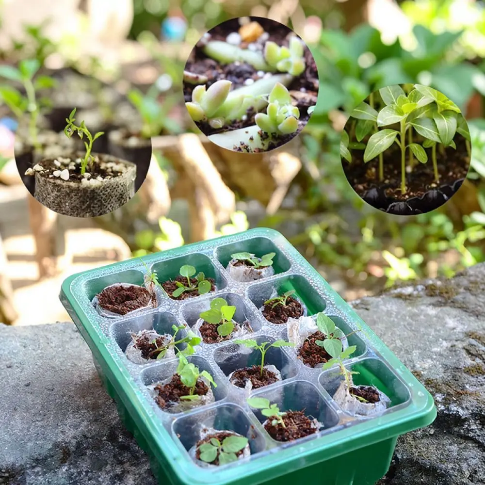 Plastic Starter Tray Set With Vented Dome Seedling Germination Box For Greenhouse Indoor Plant Nursery Growing