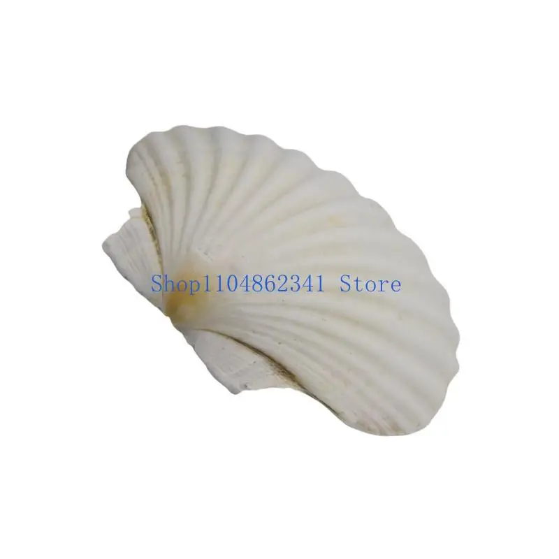 

5asd Bulk White Scallops Shells for Painting, Baking, Ocean Themed Party Large Seashells Assortment Beach Decors