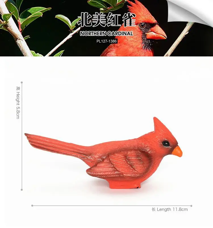 نموذج حيوان محاكاة للأطفال عبر الحدود، طائر، طائر، كاردينال أمريكا الشمالية، لعبة أطفال من البلاستيك الصلب، زخرفة على شكل شخصية
