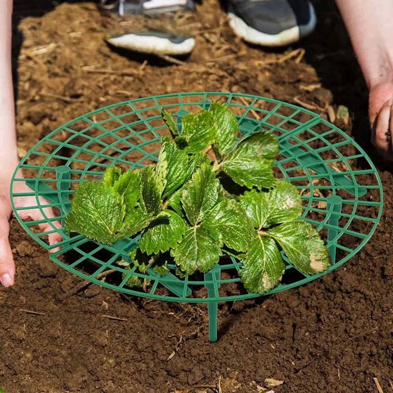 Imagem -05 - Morango Stand Frame Holder Varanda Plantando Rack Suporte de Frutas Flower Climbing Vine Pillar Suporte de Jardinagem 15 Pcs