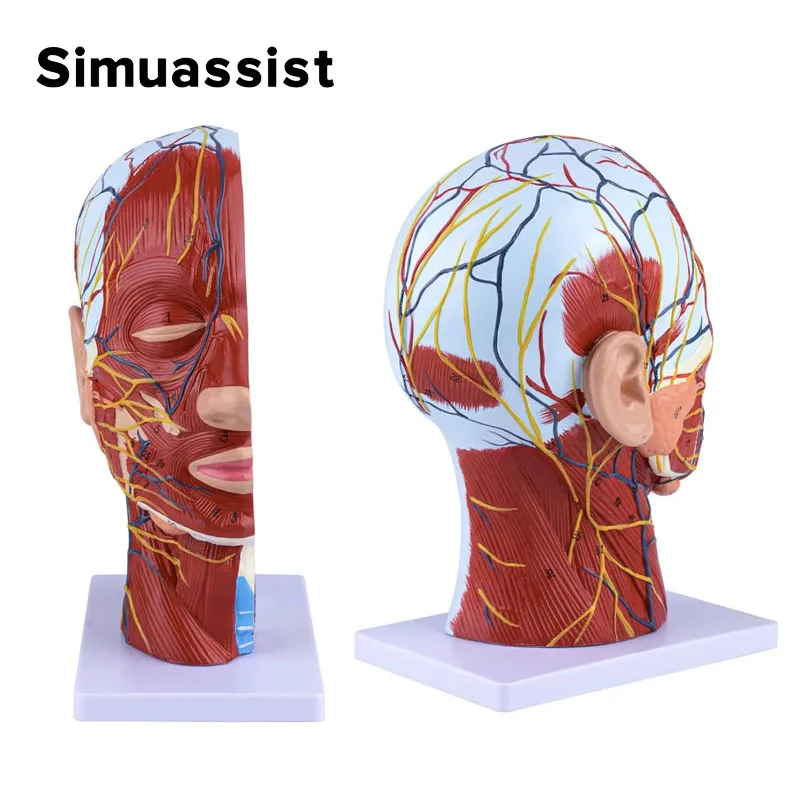 Modelo de músculo Vascular nervioso Superficial de cabeza y cuello, humano, Cráneo con músculo nervios y vasos sanguíneos, suministro de enseñanza