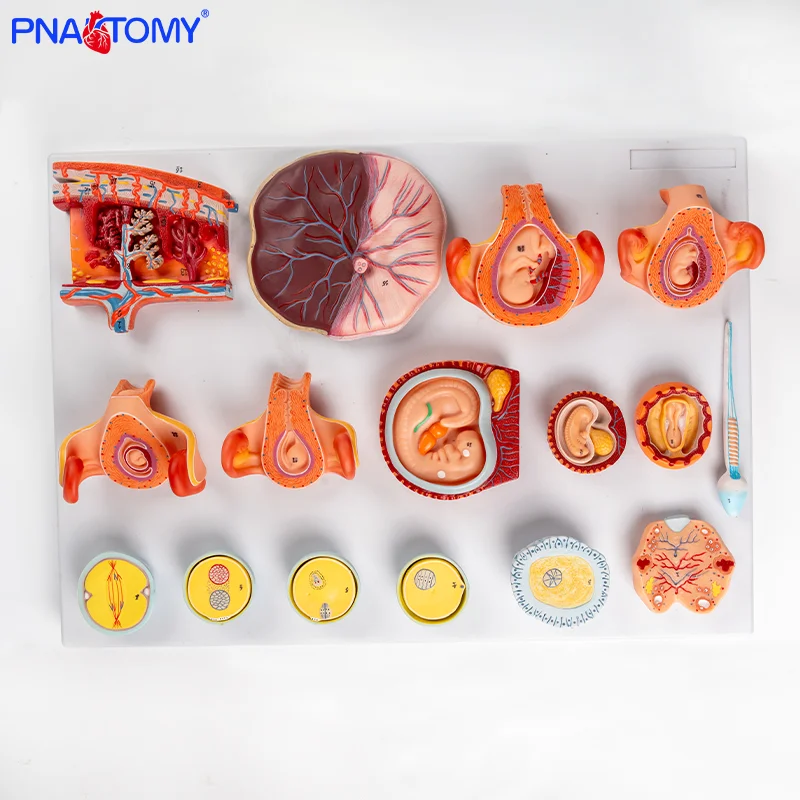 

Model of Early Stages of Egg Fertilization and Development Consisting of 16 Parts