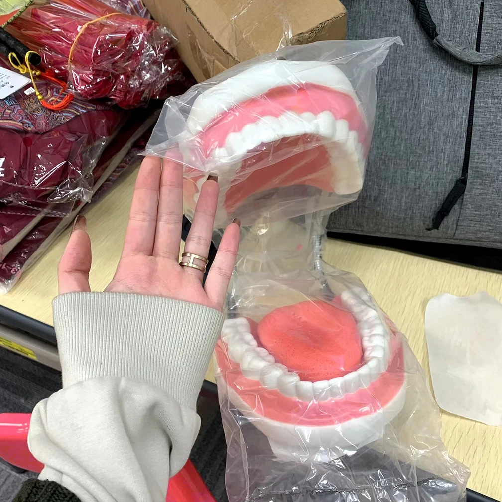 

Dental Teaching Model 6X PVC Material Large (32 Teeth) with Tongue Dentist Student Teaching Instrument Education Tools