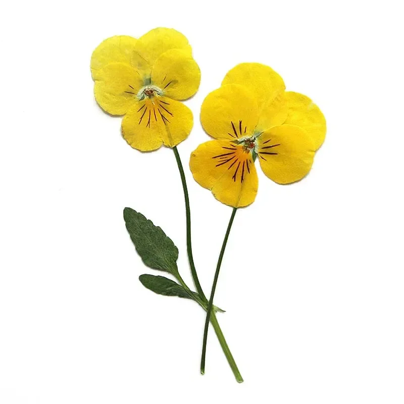 2.5~3CM/12&24PC Real Natural Dried Pressed Viola Cornuta Fowers Branches In Yellow,Dry Press Flower For Epoxy Resin Accessories