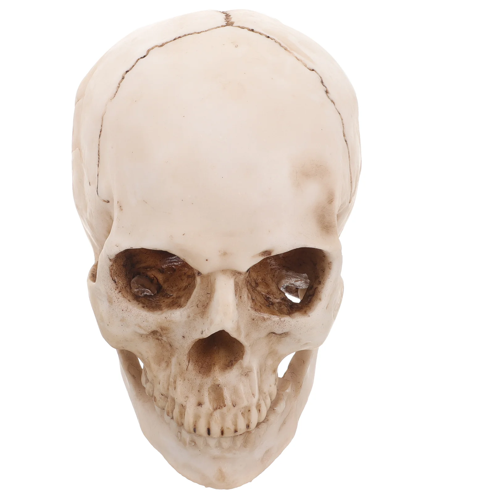 

Detachable Prom Props Human Skull Model for Medical Halloween Decoration Resin