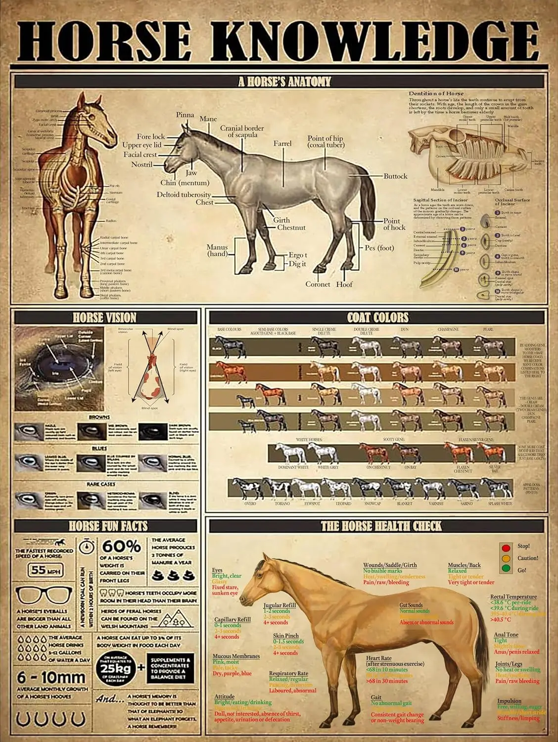 Plaque Métallique Décorative 'La Connaissance du Cheval' - L'Anatomie du Cheval - Poster Amusant pour Club, Salon, Cuisine, Salle de Bain, Maison, Décoration Murale Artistique