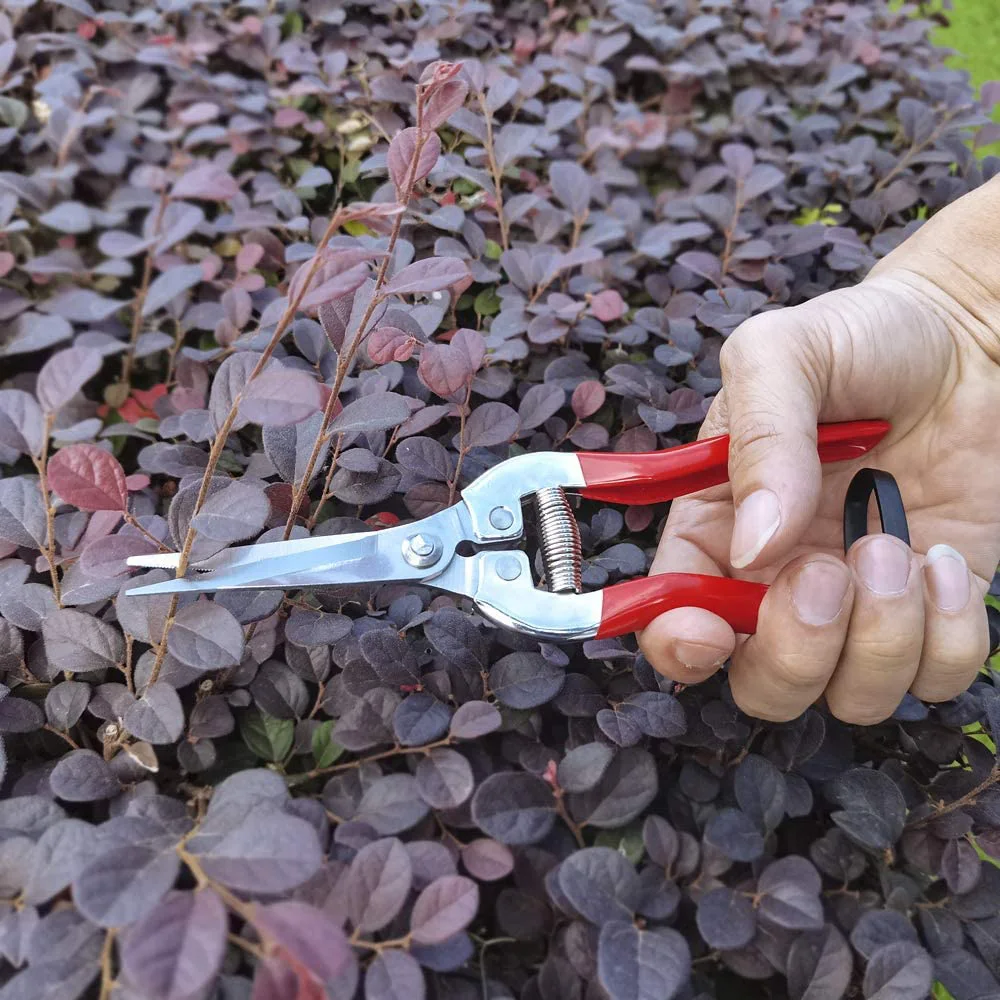 Imagem -03 - Jardinagem Mão Podador Jardim Tesoura Tesouras de Poda Micro-ponta de Poda Snips Folha Aparador de Flores em Linha Reta Tesoura para Plantas